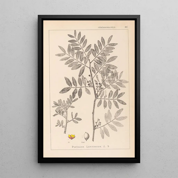 Louis Antoine Cusin - Herbier de la flore franaise Pl0157.webp