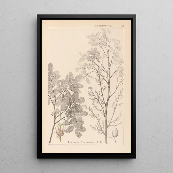 Louis Antoine Cusin - Herbier de la flore franaise Pl0158.webp