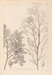 Herbier de la flore française Pl0158 - Louis Antoine Cusin — widok dzieła