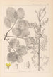 Herbier de la flore française Pl0159 - Louis Antoine Cusin — widok dzieła
