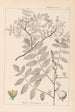 Herbier de la flore française Pl0160 - Louis Antoine Cusin — widok dzieła