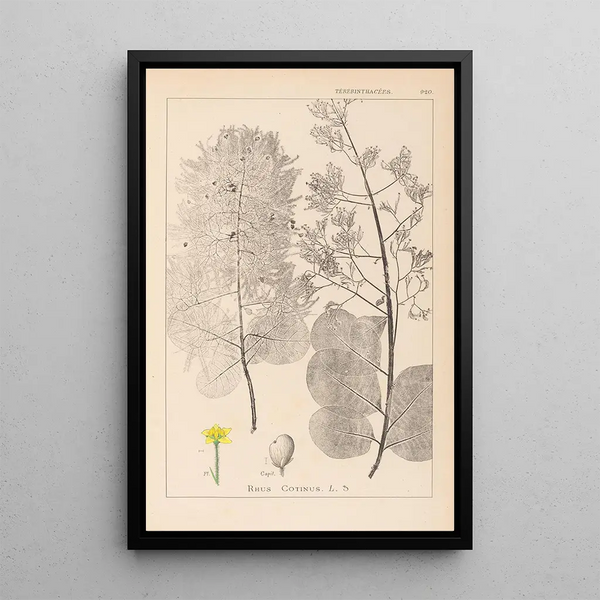 Louis Antoine Cusin - Herbier de la flore franaise Pl0161.webp