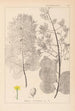 Herbier de la flore française Pl0161 - Louis Antoine Cusin — widok dzieła