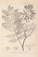 Herbier de la flore française Pl0162 - Louis Antoine Cusin — widok dzieła