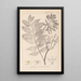 Herbier de la flore française Pl0162 - Louis Antoine Cusin — oprawiony obraz na ścianie