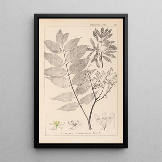 Louis Antoine Cusin - Herbier de la flore franaise Pl0162.webp