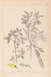 Herbier de la flore française Pl0163 - Louis Antoine Cusin — widok dzieła