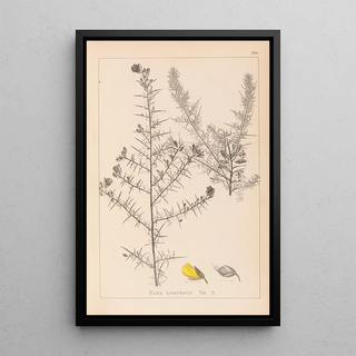 Louis Antoine Cusin - Herbier de la flore franaise Pl0164.webp