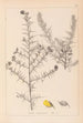 Herbier de la flore française Pl0164 - Louis Antoine Cusin — widok dzieła