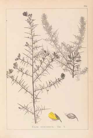 Louis Antoine Cusin - Herbier de la flore franaise Pl0164.webp
