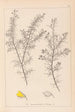 Herbier de la flore française Pl0165 - Louis Antoine Cusin — widok dzieła