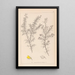 Herbier de la flore française Pl0165 - Louis Antoine Cusin — oprawiony obraz na ścianie