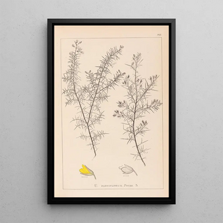 Louis Antoine Cusin - Herbier de la flore franaise Pl0165.webp