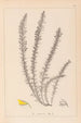 Herbier de la flore française Pl0166 - Louis Antoine Cusin — widok dzieła