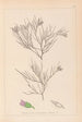 Herbier de la flore française Pl0167 - Louis Antoine Cusin — widok dzieła