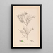 Herbier de la flore française Pl0167 - Louis Antoine Cusin — oprawiony obraz na ścianie