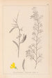 Herbier de la flore française Pl0168 - Louis Antoine Cusin — widok dzieła
