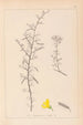 Herbier de la flore française Pl0169 - Louis Antoine Cusin — widok dzieła