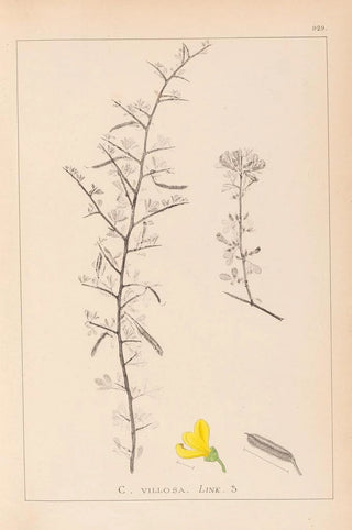 Louis Antoine Cusin - Herbier de la flore franaise Pl0169.webp