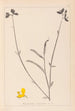 Herbier de la flore française Pl0170 - Louis Antoine Cusin — widok dzieła