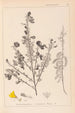 Herbier de la flore française Pl0171 - Louis Antoine Cusin — widok dzieła