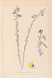 Herbier de la flore française Pl0172 - Louis Antoine Cusin — widok dzieła