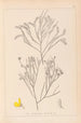 Herbier de la flore française Pl0173 - Louis Antoine Cusin — widok dzieła