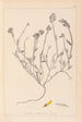 Herbier de la flore française Pl0174 - Louis Antoine Cusin — widok dzieła