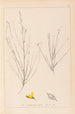 Herbier de la flore française Pl0175 - Louis Antoine Cusin — widok dzieła