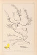 Herbier de la flore française Pl0176 - Louis Antoine Cusin — widok dzieła