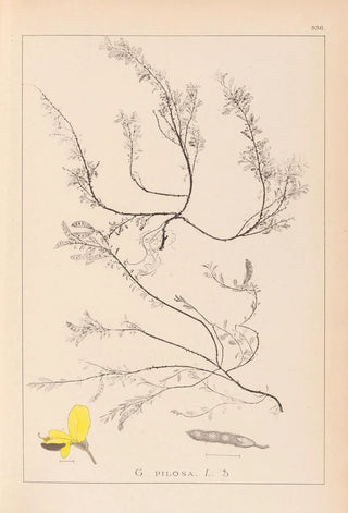 Louis Antoine Cusin - Herbier de la flore franaise Pl0176.webp