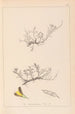 Herbier de la flore française Pl0177 - Louis Antoine Cusin — widok dzieła