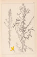 Herbier de la flore française Pl0178 - Louis Antoine Cusin — widok dzieła