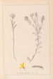 Herbier de la flore française Pl0179 - Louis Antoine Cusin — widok dzieła