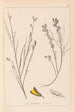 Herbier de la flore française Pl0180 - Louis Antoine Cusin — widok dzieła