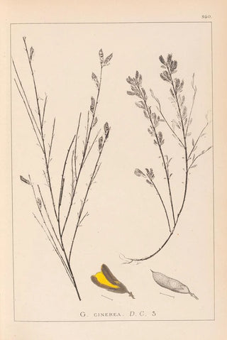 Louis Antoine Cusin - Herbier de la flore franaise Pl0180.webp