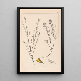 Louis Antoine Cusin - Herbier de la flore franaise Pl0180.webp