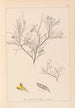 Herbier de la flore française Pl0181 - Louis Antoine Cusin — widok dzieła