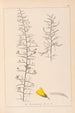Herbier de la flore française Pl0182 - Louis Antoine Cusin — widok dzieła