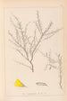 Herbier de la flore française Pl0183 - Louis Antoine Cusin — widok dzieła