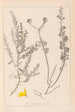 Herbier de la flore française Pl0184 - Louis Antoine Cusin — widok dzieła