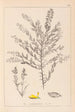 Herbier de la flore française Pl0185 - Louis Antoine Cusin — widok dzieła