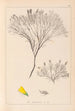 Herbier de la flore française Pl0187 - Louis Antoine Cusin — widok dzieła