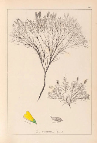 Louis Antoine Cusin - Herbier de la flore franaise Pl0187.webp
