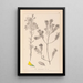 Herbier de la flore française Pl0188 - Louis Antoine Cusin — oprawiony obraz na ścianie