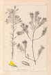 Herbier de la flore française Pl0188 - Louis Antoine Cusin — widok dzieła