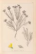 Herbier de la flore française Pl0189 - Louis Antoine Cusin — widok dzieła