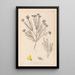 Herbier de la flore française Pl0189 - Louis Antoine Cusin — oprawiony obraz na ścianie