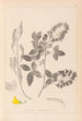 Herbier de la flore française Pl0191 - Louis Antoine Cusin — widok dzieła