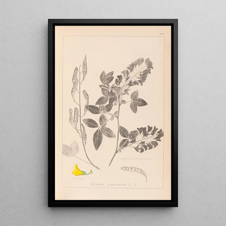 Louis Antoine Cusin - Herbier de la flore franaise Pl0191.webp